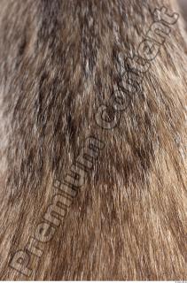 Badger fur photo reference 0002